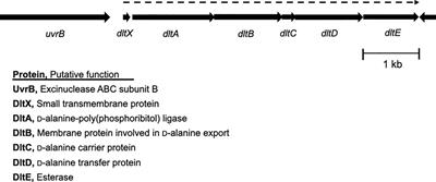 The Dlt and LiaFSR systems derepress SpeB production independently in the Δpde2 mutant of Streptococcus pyogenes